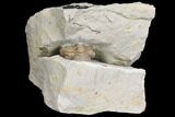 Enrolled Kainops Trilobite Filled With Quartz Crystals - Oklahoma #142087-2